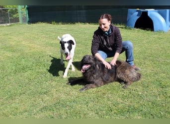 Florentino - Der hübscheste aller Batmans