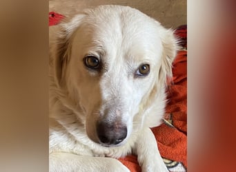 Idylle - Sanfte Hündin sucht Lieblingsmenschen
