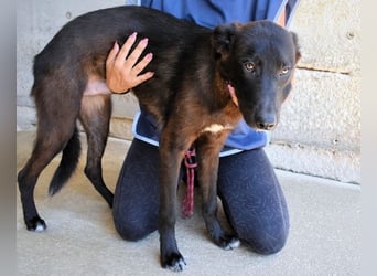 Ouzo - "Und wenn sie nicht weg sind......