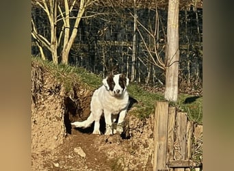 Ingo -  Neunmal werden wir noch wach...