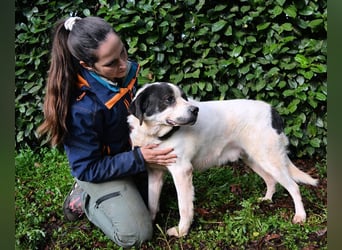 Poldino - Talent zum Seelenhund