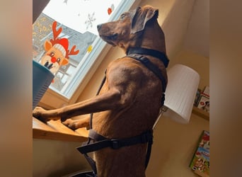 Yola - wie bei Hänsel und Gretel - nur schlimmer