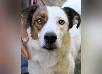 Miah - wohn"haft" in einem Hundelager