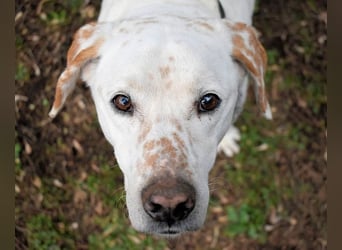 Ginko - SOS - Drei Brüder in großer Not