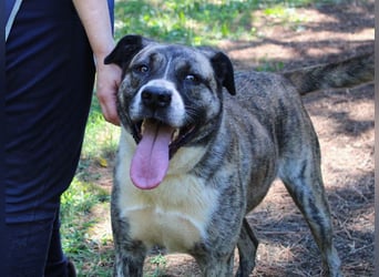 Fionella - Tigerchen sucht Familie