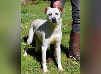 Jedd - Der Hund mit den Sommersprossen