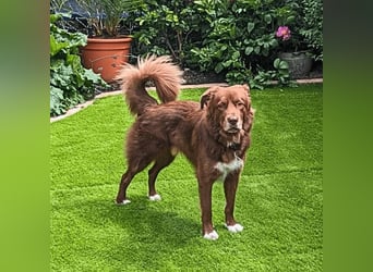 Eurialo - SOS - Dringend Pflegestelle oder neues Zuhause gesucht/Wenn du alles verlierst