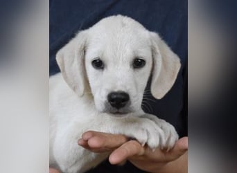 Mavius -...und Mama konnte es dir nicht zeigen