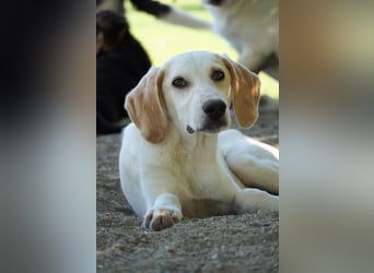 Deddy -  Mit neugierigen Pfoten ins Leben