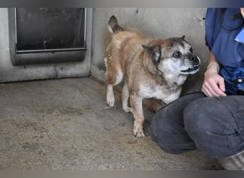Dorvik - schon mal etwas herzerweichend Goldigeres gesehen?