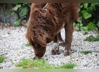 Beckey - Berufswunsch Prinzessin