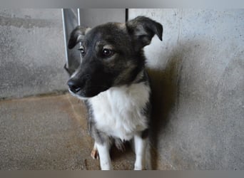 Quelisia - Kleines Schwesterchen, was nun?