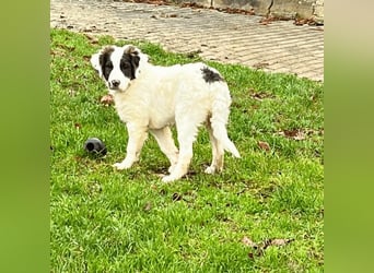 Ingo -  Neunmal werden wir noch wach...