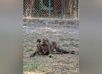 Ludwig - Nur Mädchen erlaubt