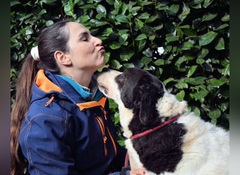 Poldino - Talent zum Seelenhund