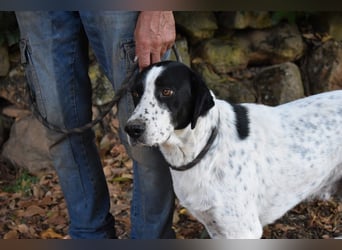 Demetrius - SOS - Sensibler Hund in großer Not