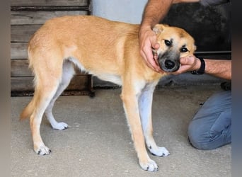 Osita - "Und wenn sie nicht weg sind.....