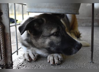 Quorivah - Kleines Hundemädchen, was nun?