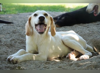 Deddy -  Mit neugierigen Pfoten ins Leben