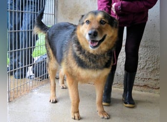 Annalise - Eine liebevolle Gefährtin mit einem sicheren Wesen