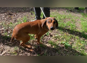 Yola - wie bei Hänsel und Gretel - nur schlimmer