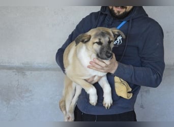 Quivira - Kleines Hundekind, was nun?
