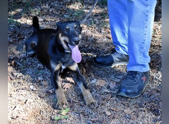 Domitia - neugierige Junghündin mit sanftem Wesen