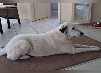 Gina - SOS - Dringend neues Zuhause oder Pflegestelle gesucht - Auch sie droht alles zu verlieren