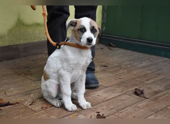 Elenio - SOS - Dringend neue Pflegestelle oder ein Zuhause gesucht - Ein leuchtendes Fellknäuel
