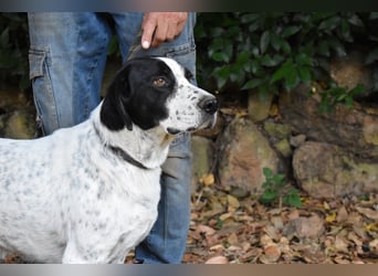 Demetrius - SOS - Sensibler Hund in großer Not