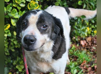 Poldino - Talent zum Seelenhund