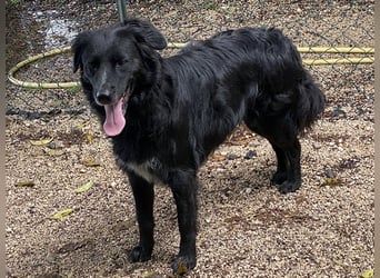 Ibiza - (Dringend Zuhause oder Pflegestelle gesucht) möchte auch ein Fleißkärtchen...