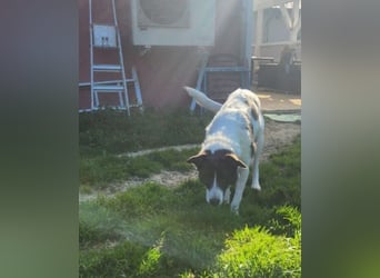 Fioretta - NOTFALL - 2. Lebensglück gesucht