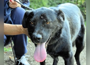 Saffiro - Ein Schritt Richtung Hundeglück
