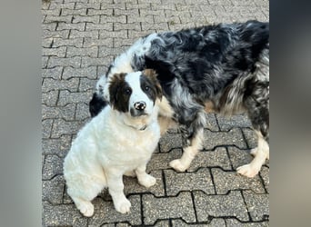 Ingo -  Neunmal werden wir noch wach...