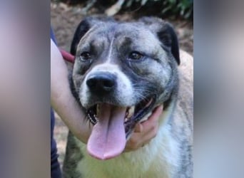 Fionella - Tigerchen sucht Familie