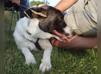 Fioretta - NOTFALL - 2. Lebensglück gesucht