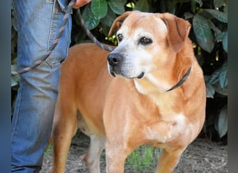 Rinaldo - Gold-Senior sucht dringend Zuhause