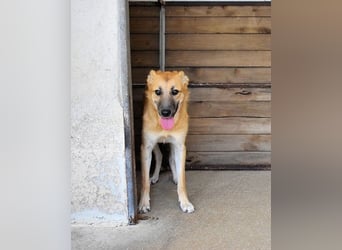 Osita - "Und wenn sie nicht weg sind.....