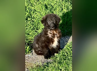 Thor - bereit für sein ganz persönliches Donnerwetter an Liebe