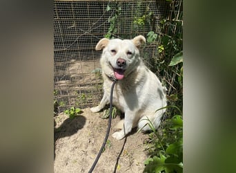 Gea - eine zarte Seele auf der Suche nach ihren Menschen