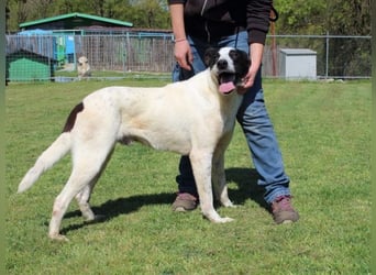 Florentino - Der hübscheste aller Batmans