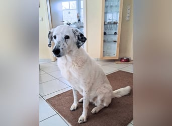 Gina - SOS - Dringend neues Zuhause oder Pflegestelle gesucht - Auch sie droht alles zu verlieren