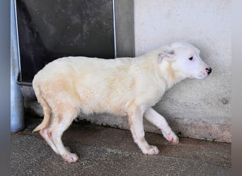 Orvin - Acht kleine Leben - Die Brüder