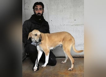 Wiper - Menschisch A1 - Wiper sucht Lehrer