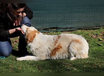 Tish - mit dem wunderschönen Kuschelfell