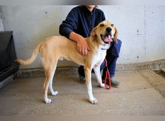 Wiper - Menschisch A1 - Wiper sucht Lehrer