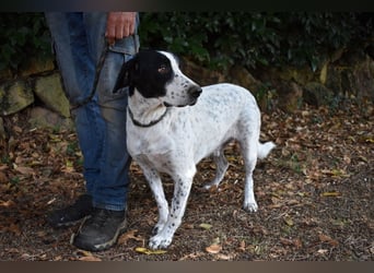 Demetrius - SOS - Sensibler Hund in großer Not