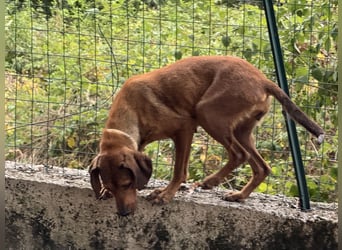 Yola - wie bei Hänsel und Gretel - nur schlimmer