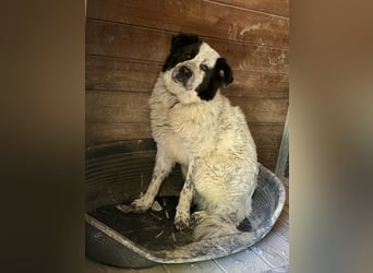 Giulietta - manche Seelen brauchen einfach etwas länger
